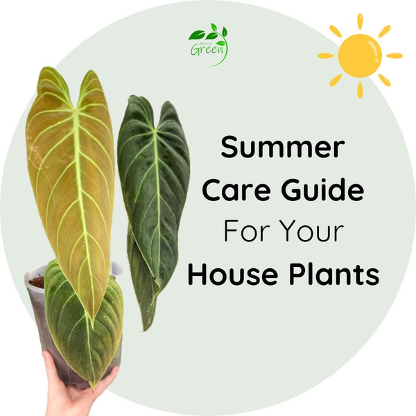 Summer Care for House Plants
