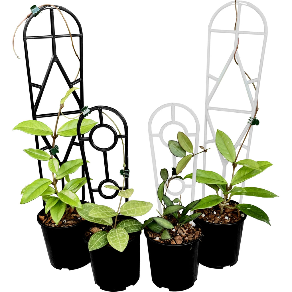 trellis for hoya plant Buy Plant Support Trellis Black / White – GrowingGreen NZ