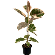 Load image into Gallery viewer, Ficus Ruby - 14cm