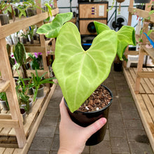 Load image into Gallery viewer, Anthurium Clarinervium X Pterodactyl - Clearance