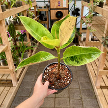 Load image into Gallery viewer, Ficus Shivereana - Clearance