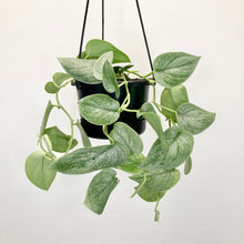 Load image into Gallery viewer, Scindapsus Silver- 12cm