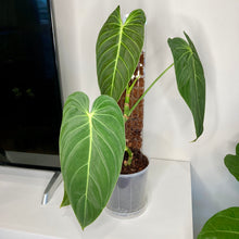 Load image into Gallery viewer, Clear Pot Saucer 175mm