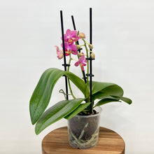 Load image into Gallery viewer, Phalaenopsis Orchid Mini Scented - 9cm
