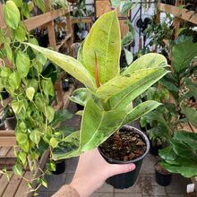 Load image into Gallery viewer, Ficus Shivereana - Clearance