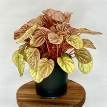 Load image into Gallery viewer, Peperomia Quito - 12cm