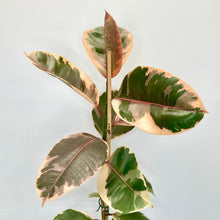 Load image into Gallery viewer, Ficus Ruby - 14cm