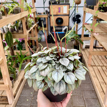 Load image into Gallery viewer, Peperomia Milano - Clearance