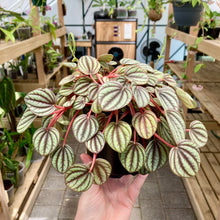 Load image into Gallery viewer, Peperomia Piccolo Banda - Clearance
