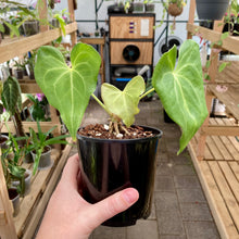 Load image into Gallery viewer, Anthurium Clarinervium X Pterodactyl - Clearance