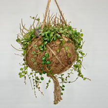 Load image into Gallery viewer, Peperomia Prostrata (String of Turtles) Kokedama