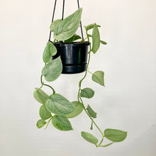 Load image into Gallery viewer, Scindapsus Silver- 12cm