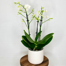 Load image into Gallery viewer, Lotus Ceramic Cover Pot - 9.5cm
