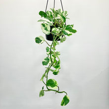 Load image into Gallery viewer, N'Joy Pothos - 12cm