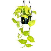 Load image into Gallery viewer, Epipremnum Neon (Neon Pothos) - 12cm