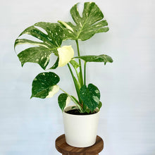 Load image into Gallery viewer, Millie Ceramic Cover Pot - 15cm