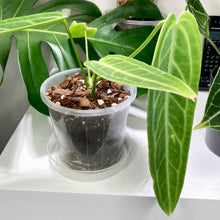 Load image into Gallery viewer, Clear Pot Saucer 175mm