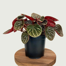 Load image into Gallery viewer, Peperomia Chocolat - 12cm