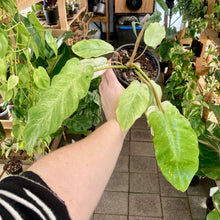Load image into Gallery viewer, Philodendron Snowdrift - Clearance