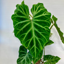 Load image into Gallery viewer, Philodendron Verrucosum - 17cm