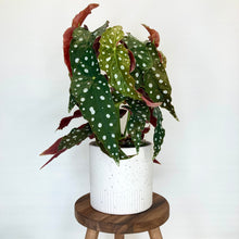 Load image into Gallery viewer, Dune Ceramic Cover Pot - 13cm