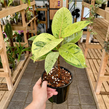 Load image into Gallery viewer, Ficus Shivereana - Clearance