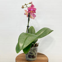 Load image into Gallery viewer, Phalaenopsis Orchid Mini Scented - 9cm