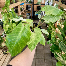 Load image into Gallery viewer, Philodendron Snowdrift - Clearance