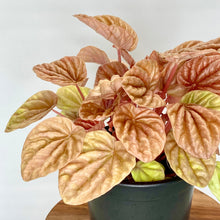 Load image into Gallery viewer, Peperomia Quito - 12cm