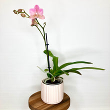 Load image into Gallery viewer, Lotus Ceramic Cover Pot - 9.5cm