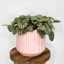Load image into Gallery viewer, Emilia Ceramic Cover Pot - 13cm