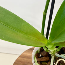 Load image into Gallery viewer, Phalaenopsis Orchid Mini - 9cm