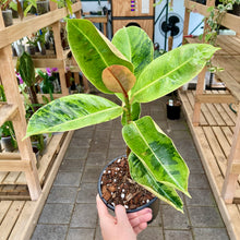 Load image into Gallery viewer, Ficus Shivereana - Clearance