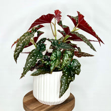 Load image into Gallery viewer, Emilia Ceramic Cover Pot - 13cm