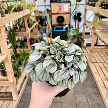 Load image into Gallery viewer, Peperomia Milano - Clearance