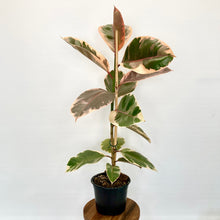 Load image into Gallery viewer, Ficus Ruby - 14cm