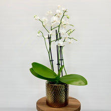 Load image into Gallery viewer, Gold Ceramic Cover Pot - 10cm