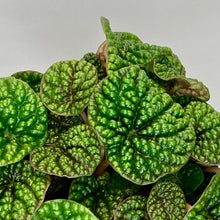 Load image into Gallery viewer, Peperomia Green Bubbles - 12cm