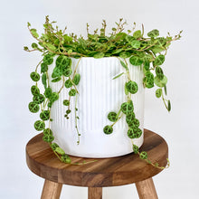 Load image into Gallery viewer, Bondi Ceramic Cover Pot - 13cm