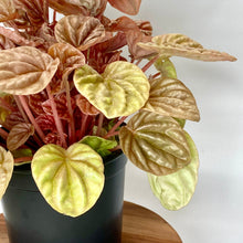 Load image into Gallery viewer, Peperomia Quito - 12cm