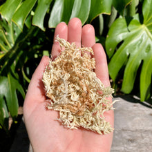 Load image into Gallery viewer, Besgrow NZ Spagmoss