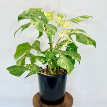 Load image into Gallery viewer, Variegated Philodendron Minima - 14cm