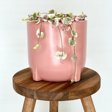 Load image into Gallery viewer, Amber Ceramic Cover Pot - 13cm