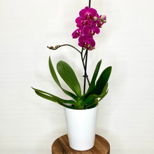 Load image into Gallery viewer, Purple orchid in a white pot on a wooden stand with a white background