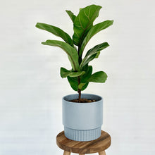 Load image into Gallery viewer, Klara Ceramic Cover Pot - 15cm