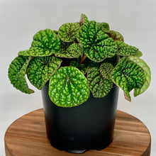 Load image into Gallery viewer, Peperomia Green Bubbles - 12cm