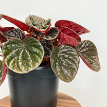 Load image into Gallery viewer, Peperomia Chocolat - 12cm