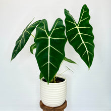 Load image into Gallery viewer, Athena Ceramic Cover Pot - 18cm