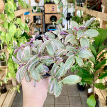 Load image into Gallery viewer, Tradescantia Sweetness - Clearance