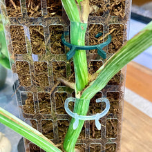Load image into Gallery viewer, Plant Support Clamp Clips